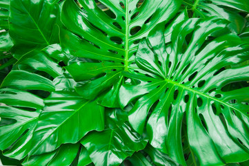 Philodendron monstera obliqua, green leaf background
