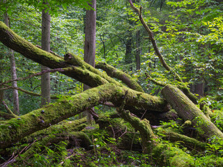 Old oak tree broken lying in summertime forest