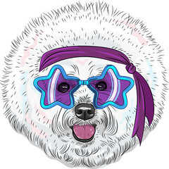 vector funny cartoon hipster dog Bichon Star Disco