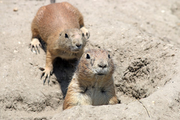 Fototapeta premium two prairie dogs watching from hole