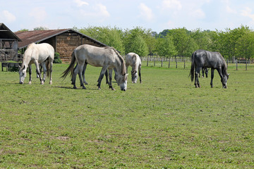 Naklejka na ściany i meble herd of horses on farm