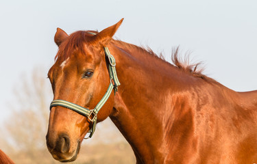 Horse Portrait Chestnut