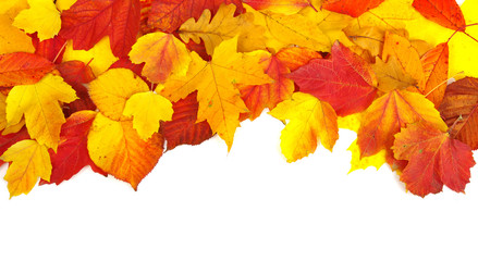 autumn leaves