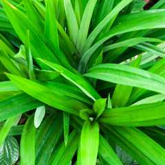 The scent of pandanus leaves develops only on withering; the fre