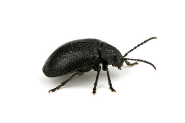 black beetle
