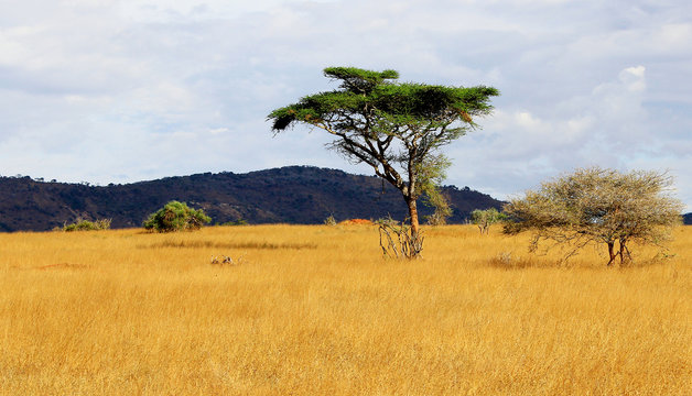 Fototapeta Acacia tree on african savanna