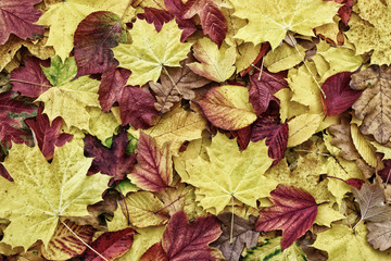 autumn leaves