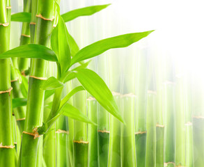 Fototapeta na wymiar Bamboo background with copy space