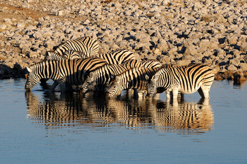 Fototapeta na wymiar Zebras drinking water, Okaukeujo waterhole