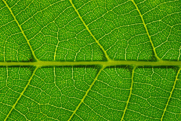 green leaf texture
