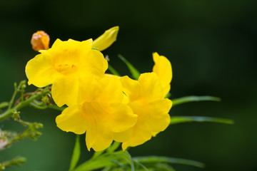 Tecoma stans or Yellow Trumpetbush on tree