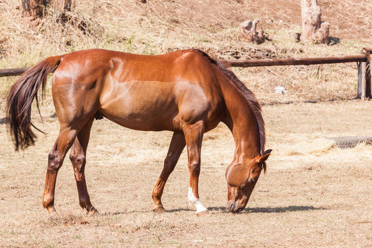 Horse Portrait Chestnut Animal