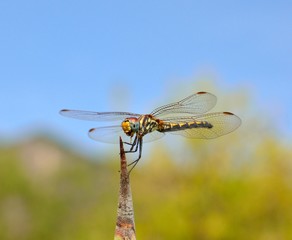 Dragonfly sympetrum in balance on agave spike