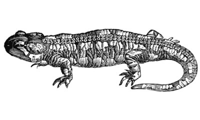 Salamandre