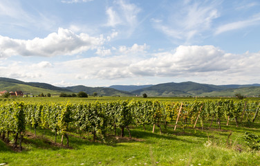 Fototapeta na wymiar Village, vigne et route des vins