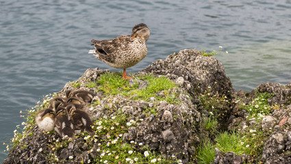 Mom duck and her babys in  lake garda. Lago di Garda.