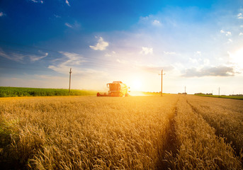 Harvesting wheat