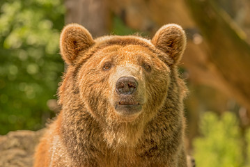 Brown bear  (Ursus arctos)
