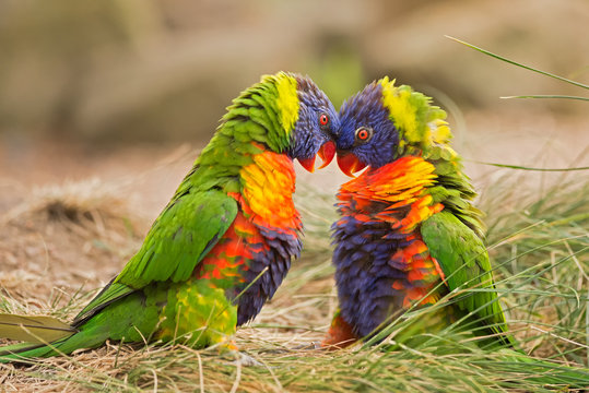 Fototapeta Rainbow lorikeets (Trichoglossus haematodus) fighting