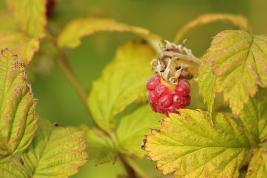 Raspberry (Rubus idaeus) growing in the wild with leaves