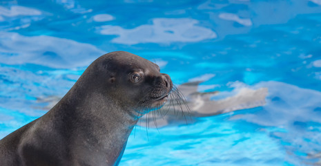 Obraz premium Fur seal looking with interest