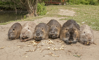 Coypus