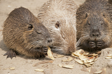 Coypu