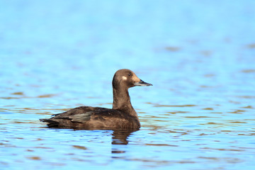 Melanitta fusca, Velvet Scoter.