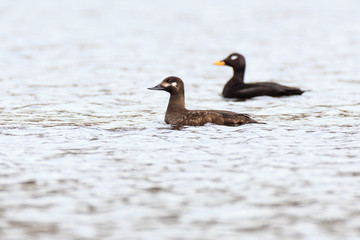 Melanitta fusca, Velvet Scoter.