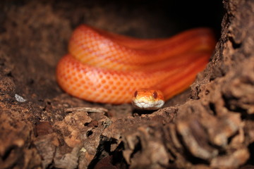Fototapeta premium Albino Snake - Grass Snake - Ringelnatter