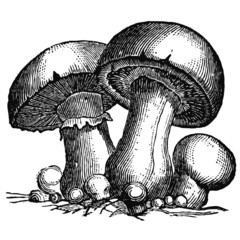 Champignons de Paris