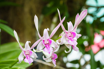 Dendrobium orchid