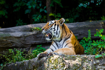 Tiger.  Beautiful Tiger Portrait