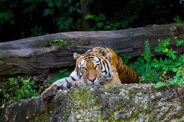 Tiger.  Beautiful Tiger Portrait