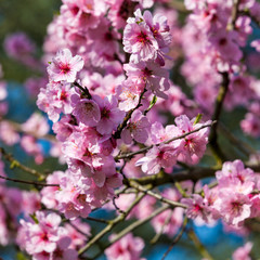 Fototapeta na wymiar Beautiful Cherry blossom , pink sakura flower
