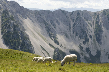 Naklejka premium Schafe im Gebirge