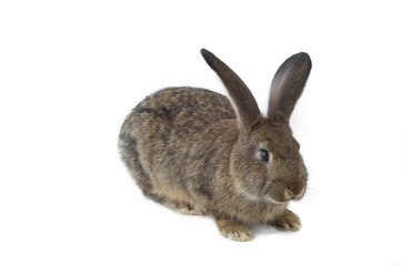 Brauner Hase