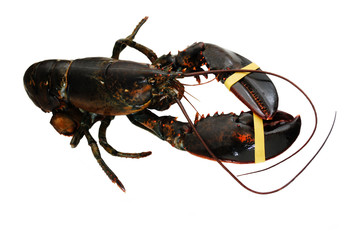 Live Lobster Isolated Over a White Background