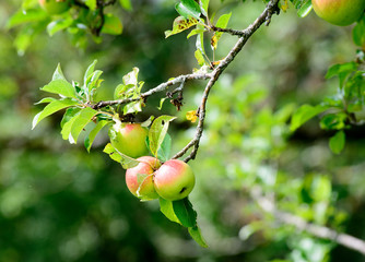 apples on a branch