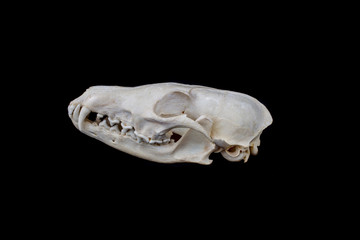Fox skull on a black background