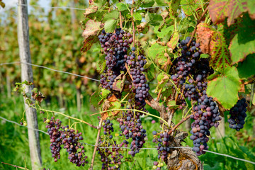 bunches of black grapes on the vines