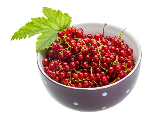 Red currant