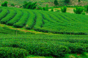 Fototapeta na wymiar Field of green tea plantation landscape