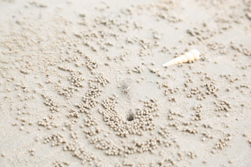 crab hold on sand and beach in thailand