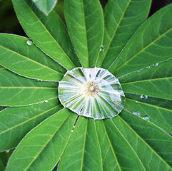 Green leaf with drops - lupinus.