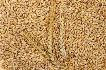 Zelfklevend Fotobehang Barley grains and ears © Richard Griffin