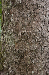 Fototapeta premium Tree bark texture