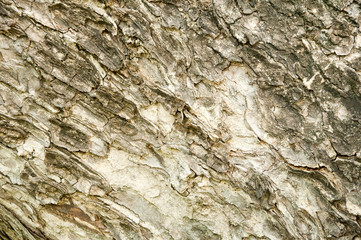 Wood Texture background