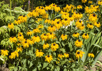 Obraz premium Yellow rudbeckia