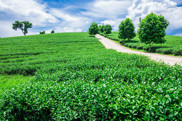 Fototapeta na wymiar Green Tea Leaf with Plantation in the Background